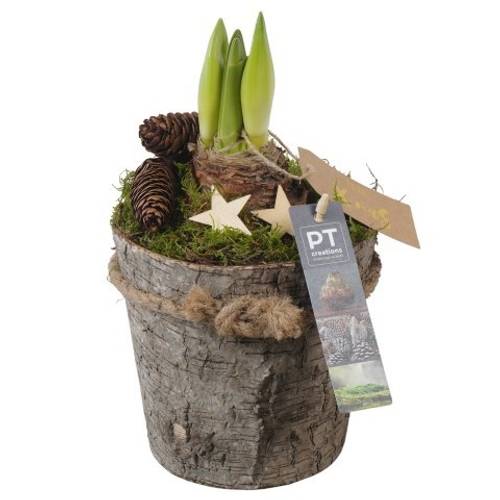 Amaryl.Arr PTACH5887 rote Bl. Weihnachten T13 H030