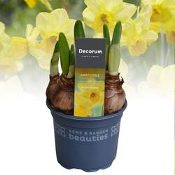 Narzisse 3er Cornish Chuckles gelb T09 H015