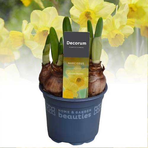 Narzisse 3er Cornish Chuckles gelb T09 H015