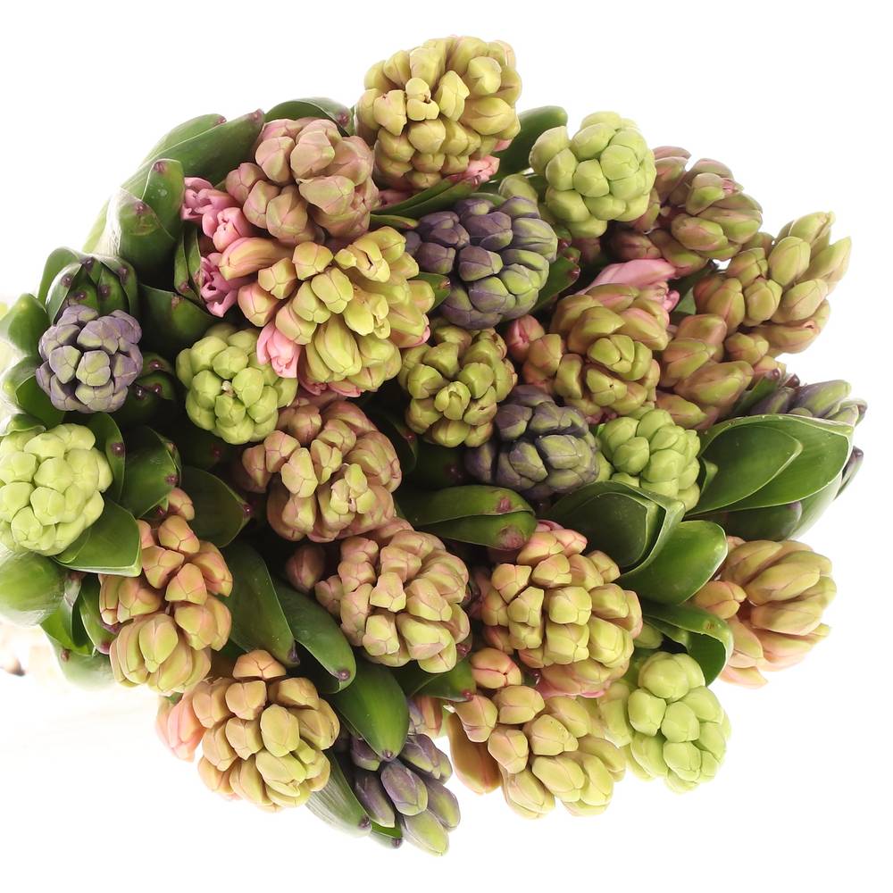 Hyazinthe Schnitt mix Extra 30cm