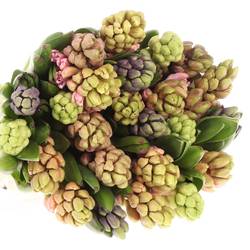 Hyazinthe Schnitt mix Extra 30cm