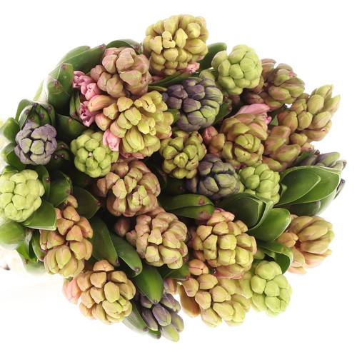 Hyazinthe Schnitt mix Extra 30cm