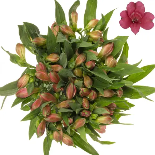 Alstromerie cerise Heartbreaker 90 Gr.75cm