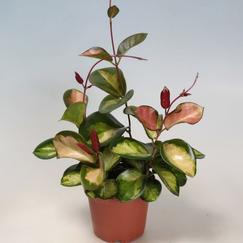 Hoya Carnosa Tricolor T12 H30