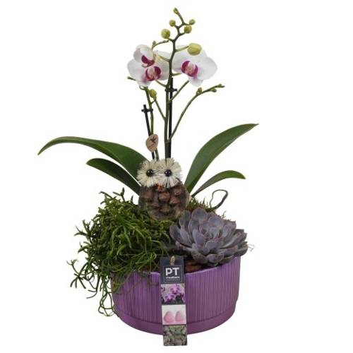 Phal.Arr PTHI5596 Herbst T19 H043