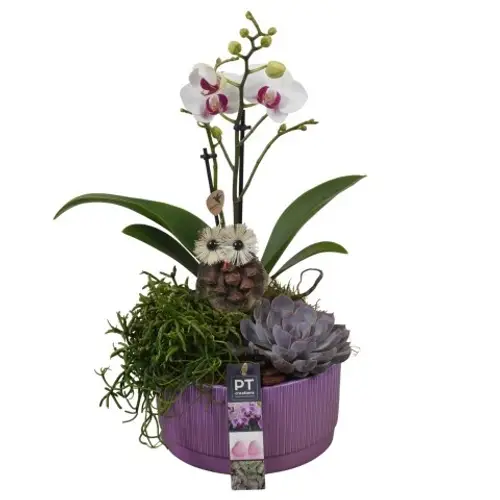 Phal.Arr PTHI5596 Herbst T19 H043
