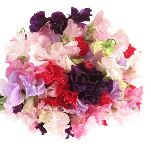 Wicken mix Im Bund 35cm