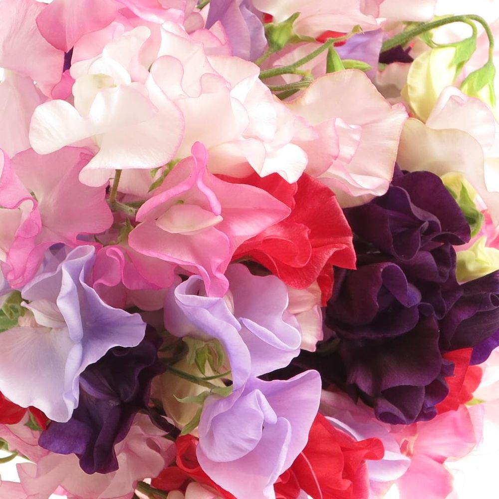 Wicken mix Im Bund 35cm