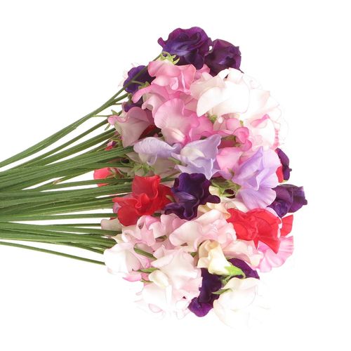 Wicken mix Im Bund 35cm