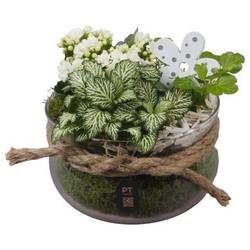 Kal.Arr PTIG2625 T16 H017