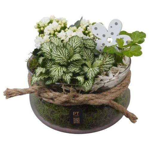 Kal.Arr PTIG2625 T16 H017