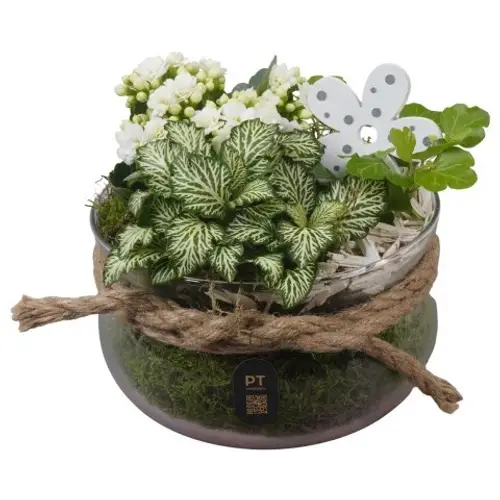 Kal.Arr PTIG2625 T16 H017