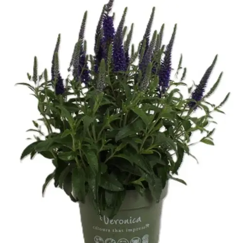 Veronica blau T17 H001