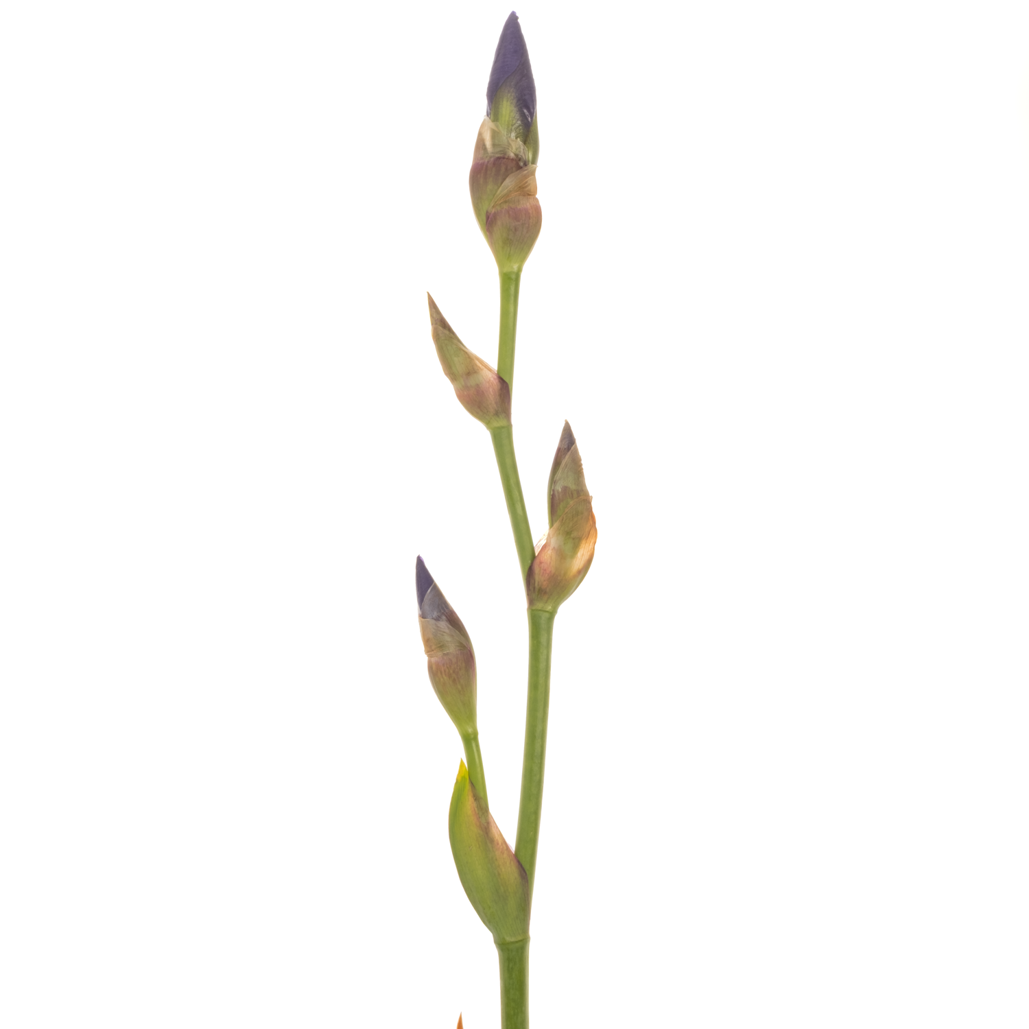 Iris Cup Race Neu Lila