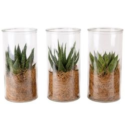 Succulenten mix im Glass T01