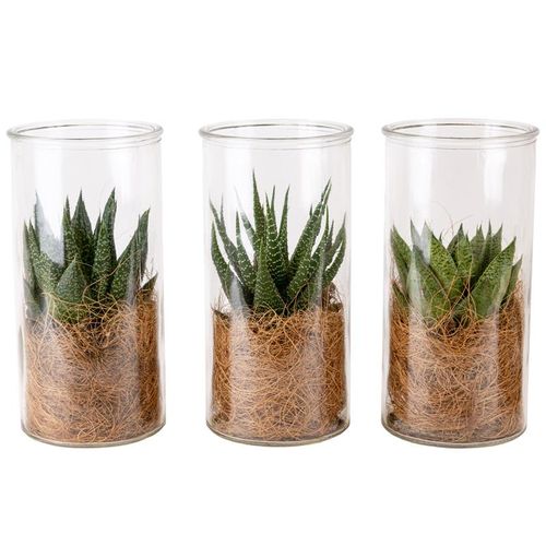 Succulenten mix im Glass T01