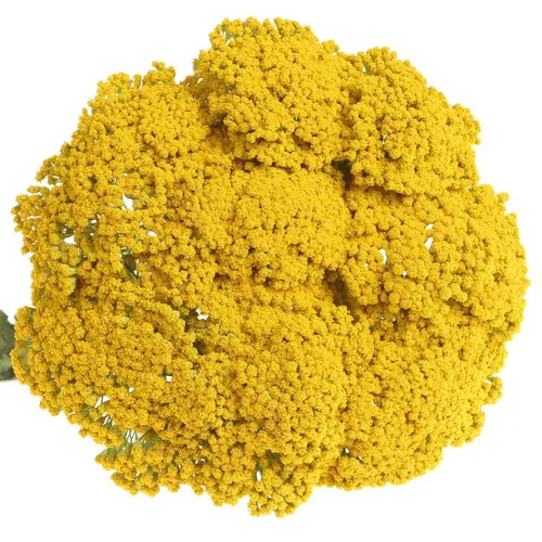 Achillea gelb Parker 75cm