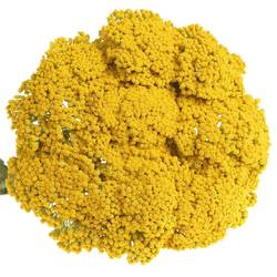 Achillea gelb Parker 75cm