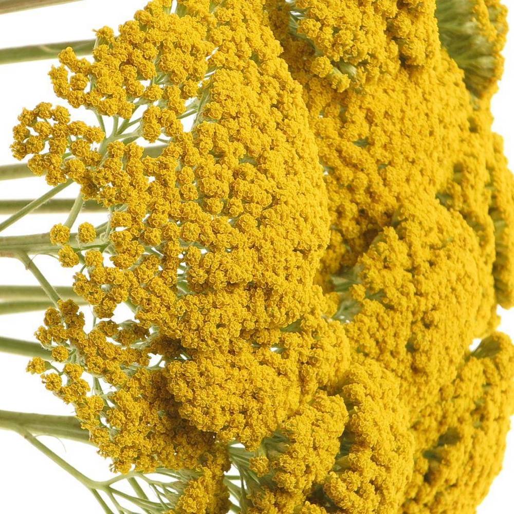 Achillea gelb Parker 75cm