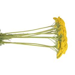 Achillea gelb Parker 75cm