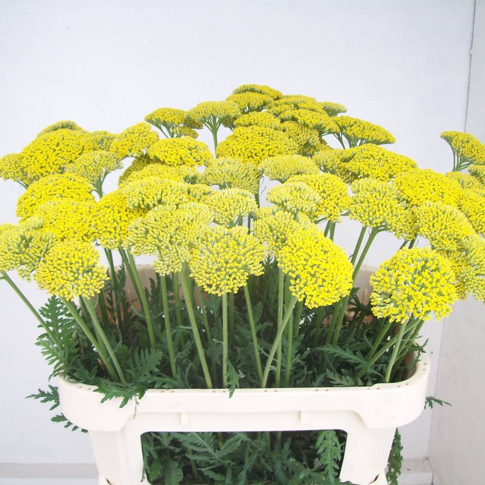 Achillea gelb  Parker 75cm