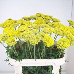 Achillea gelb  Parker 75cm