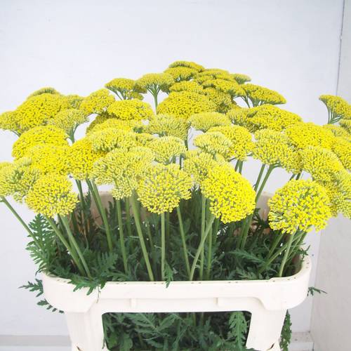Achillea gelb  Parker 75cm