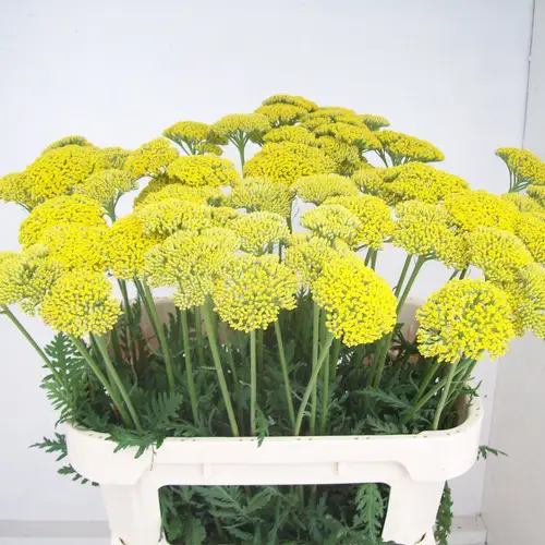 Achillea gelb  Parker 75cm