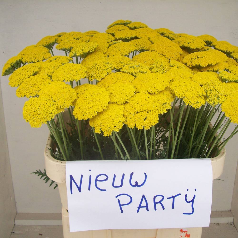 Achillea gelb Parker 75cm