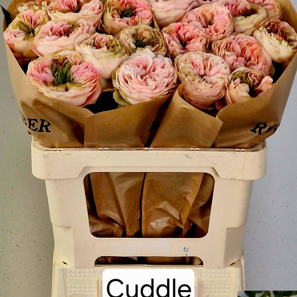 Rose hell rosa/creme Cuddle gefüllt 40cm