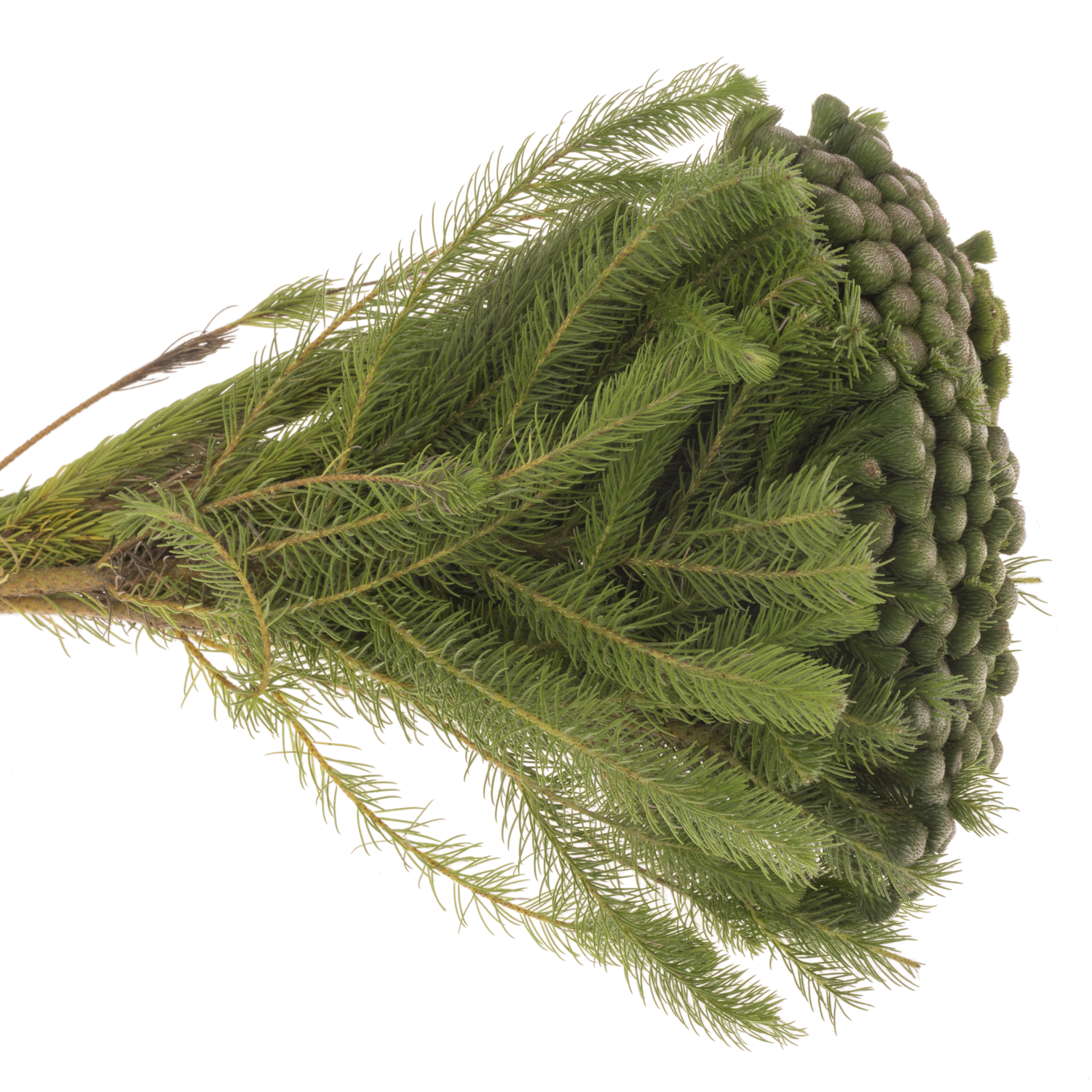 Brunia Albiflora grün 40cm