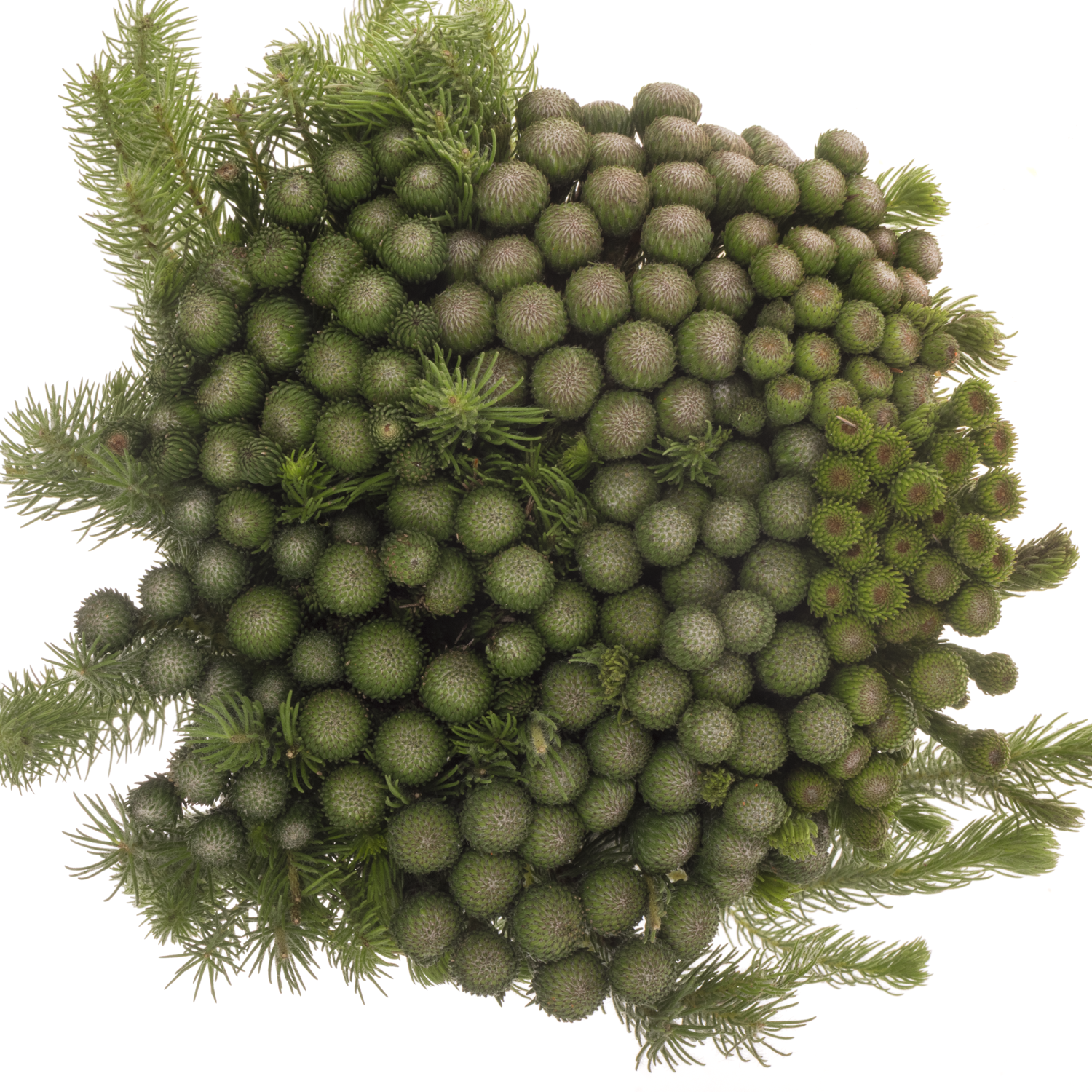 Brunia Albiflora grün 40cm