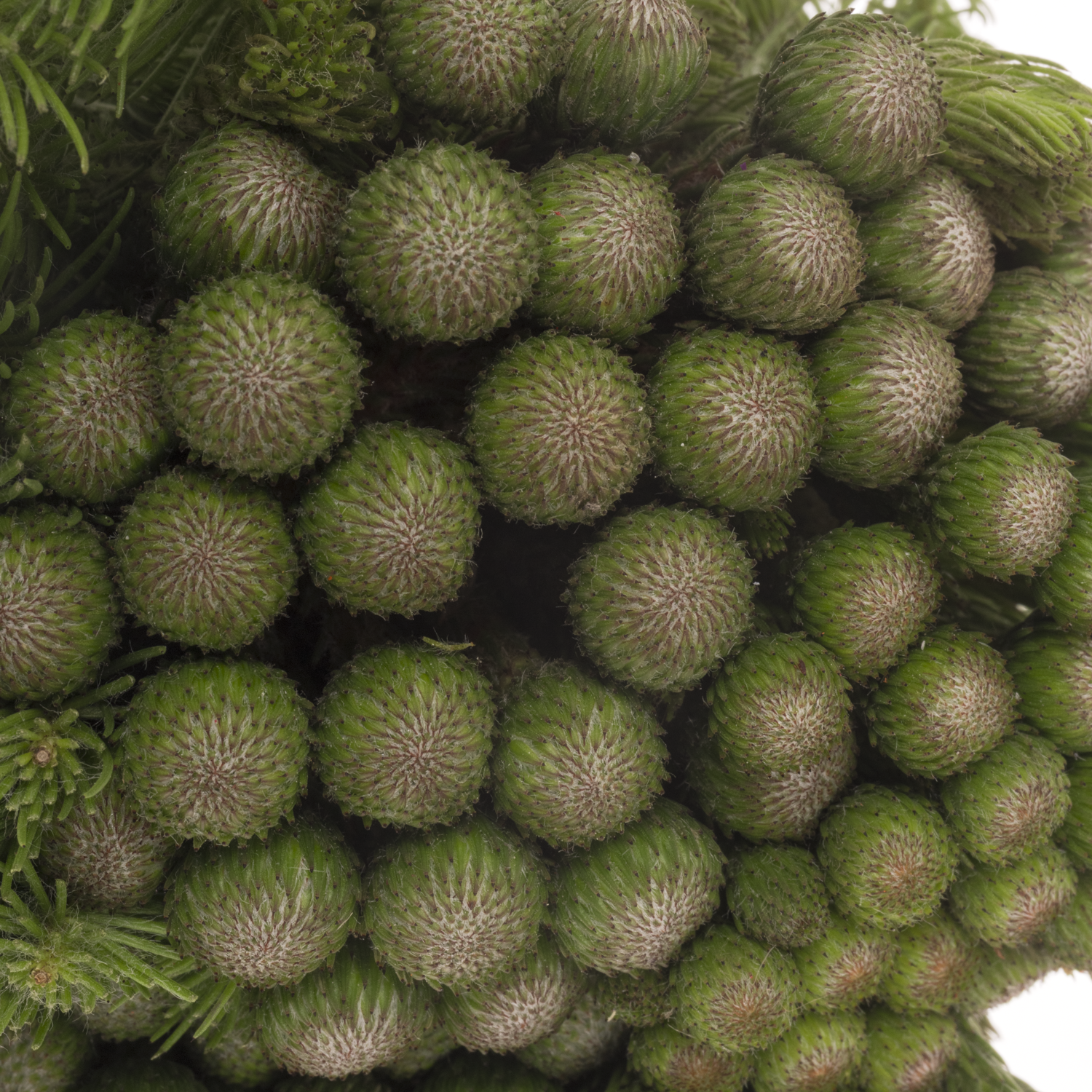 Brunia Albiflora grün 40cm