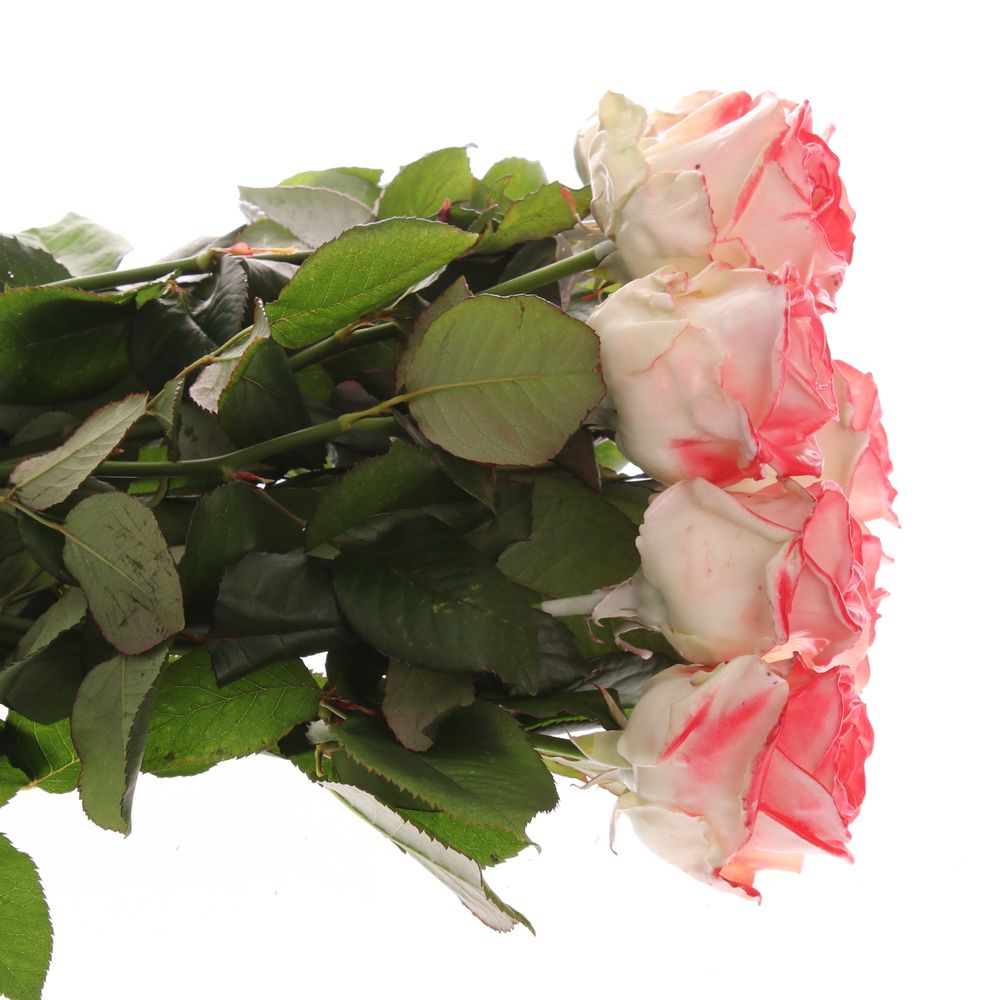 Rose weiss/rot Wachs (W28) 60cm