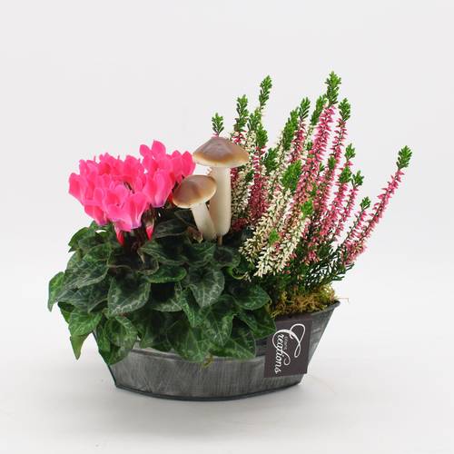 Garten.Arr-2527 Herbst T22 H025