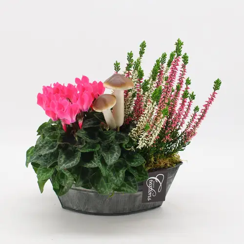 Garten.Arr-2527 Herbst T22 H025