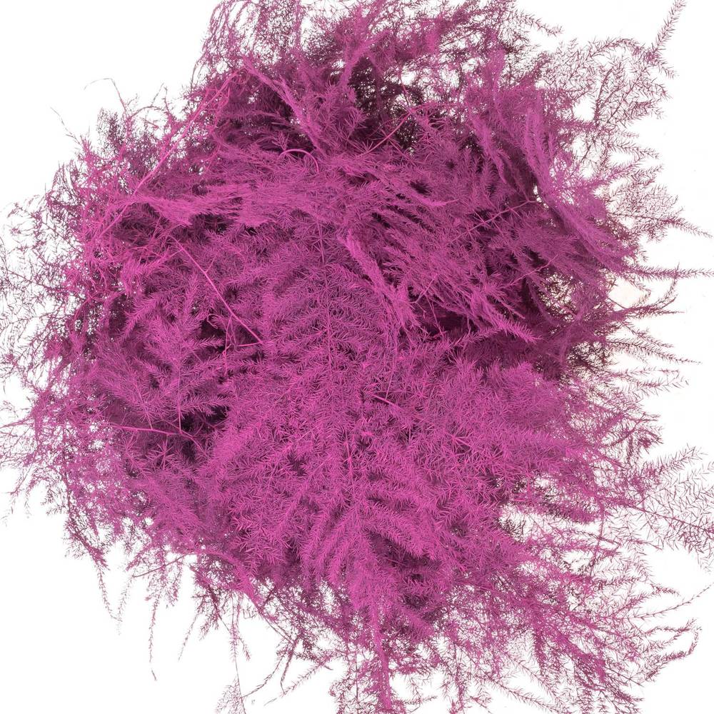 Plumosus cerise gefärbt 45cm (x25)