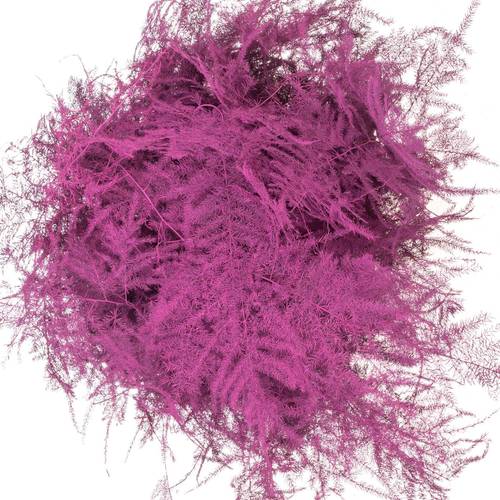 Plumosus cerise gefärbt 45cm (x25)