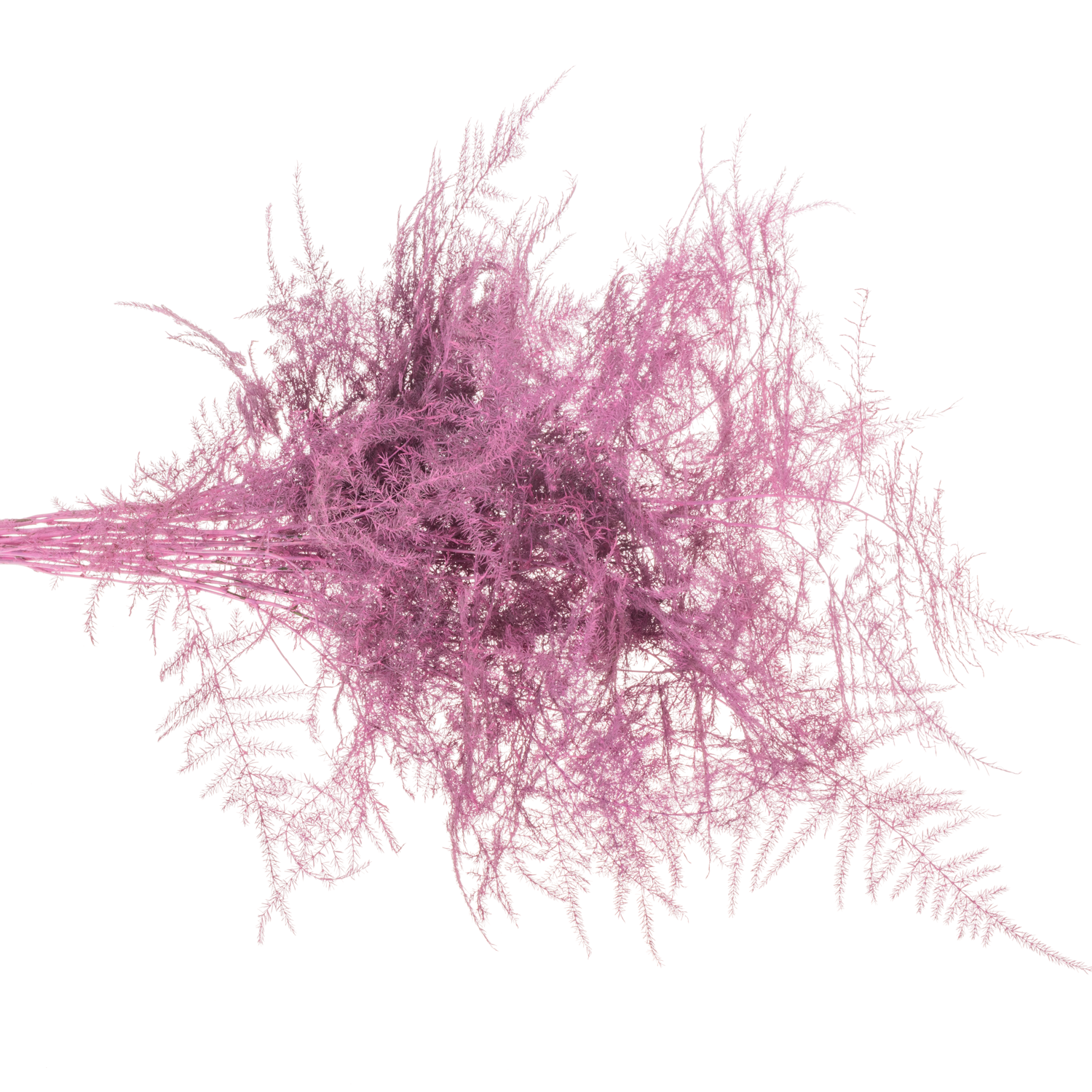 Plumosus cerise gefärbt 45cm (x25)