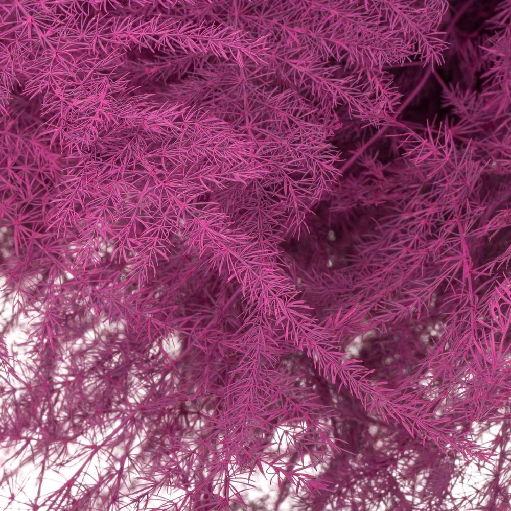 Plumosus cerise gefärbt 45cm (x25)