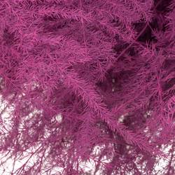 Plumosus cerise gefärbt 45cm (x25)