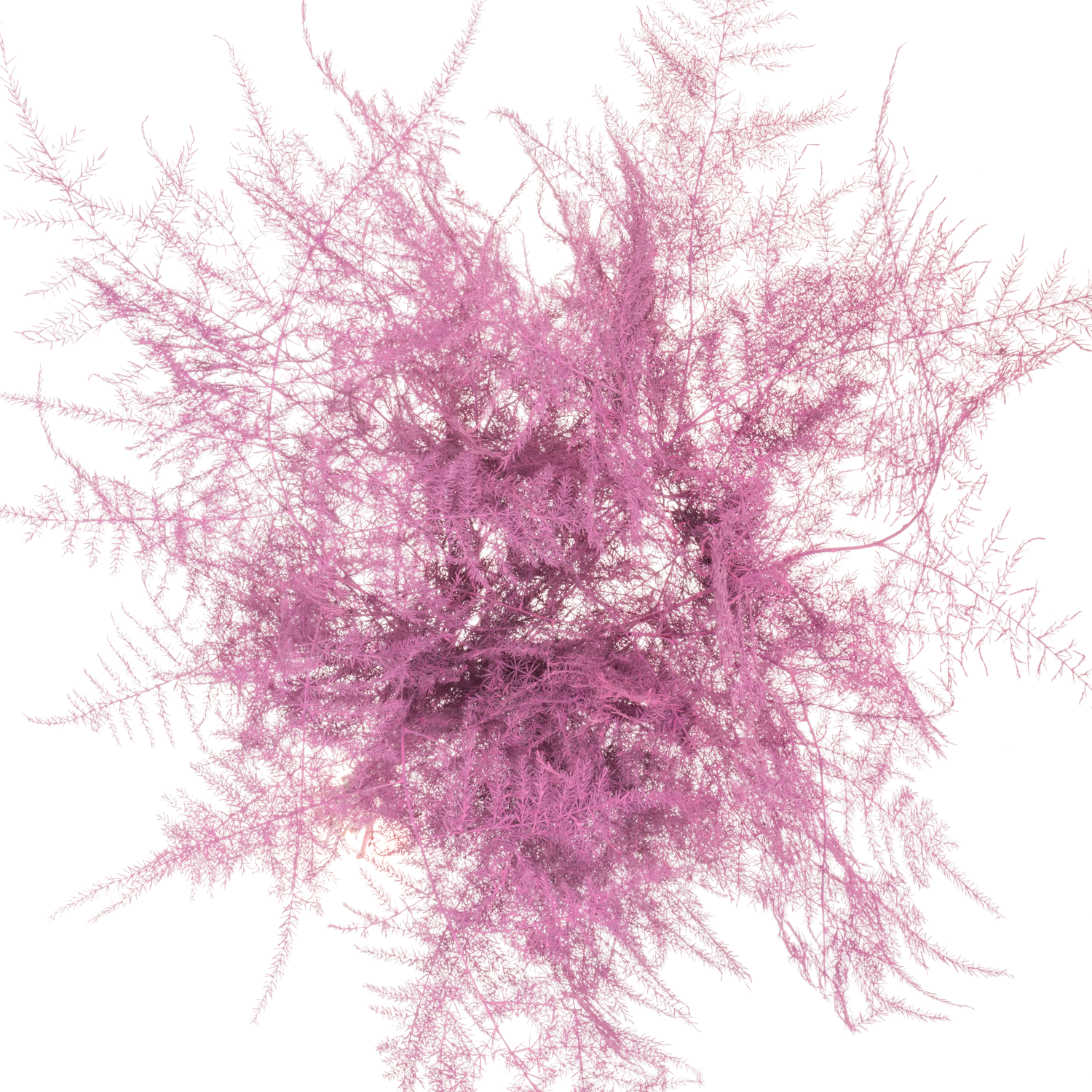 Plumosus cerise gefärbt 45cm (x25)