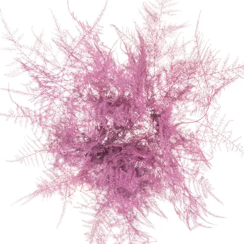 Plumosus cerise gefärbt 45cm (x25)