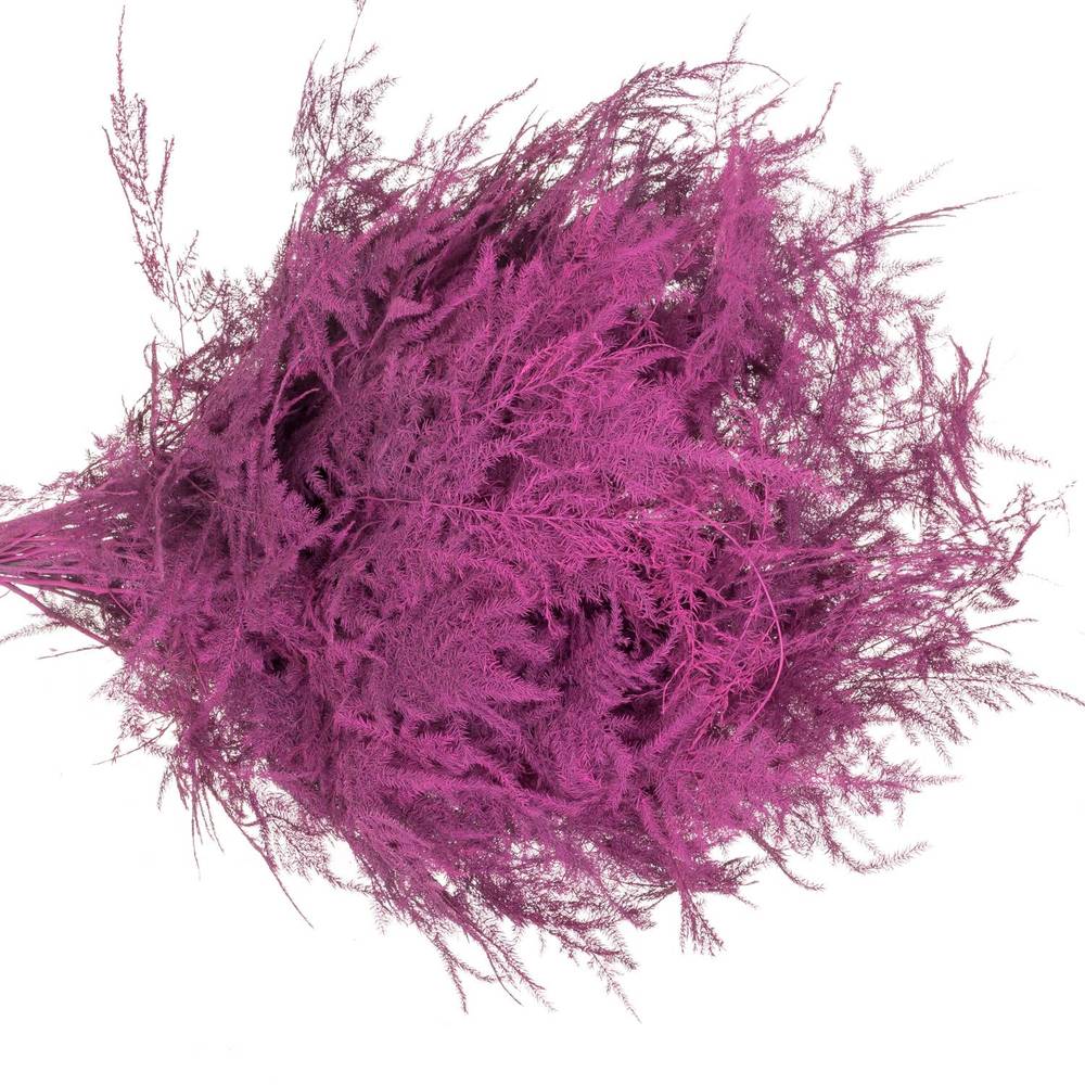 Plumosus cerise gefärbt 45cm (x25)