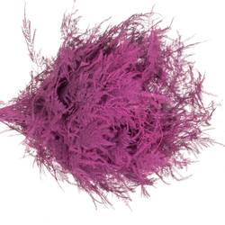 Plumosus cerise gefärbt 45cm (x25)