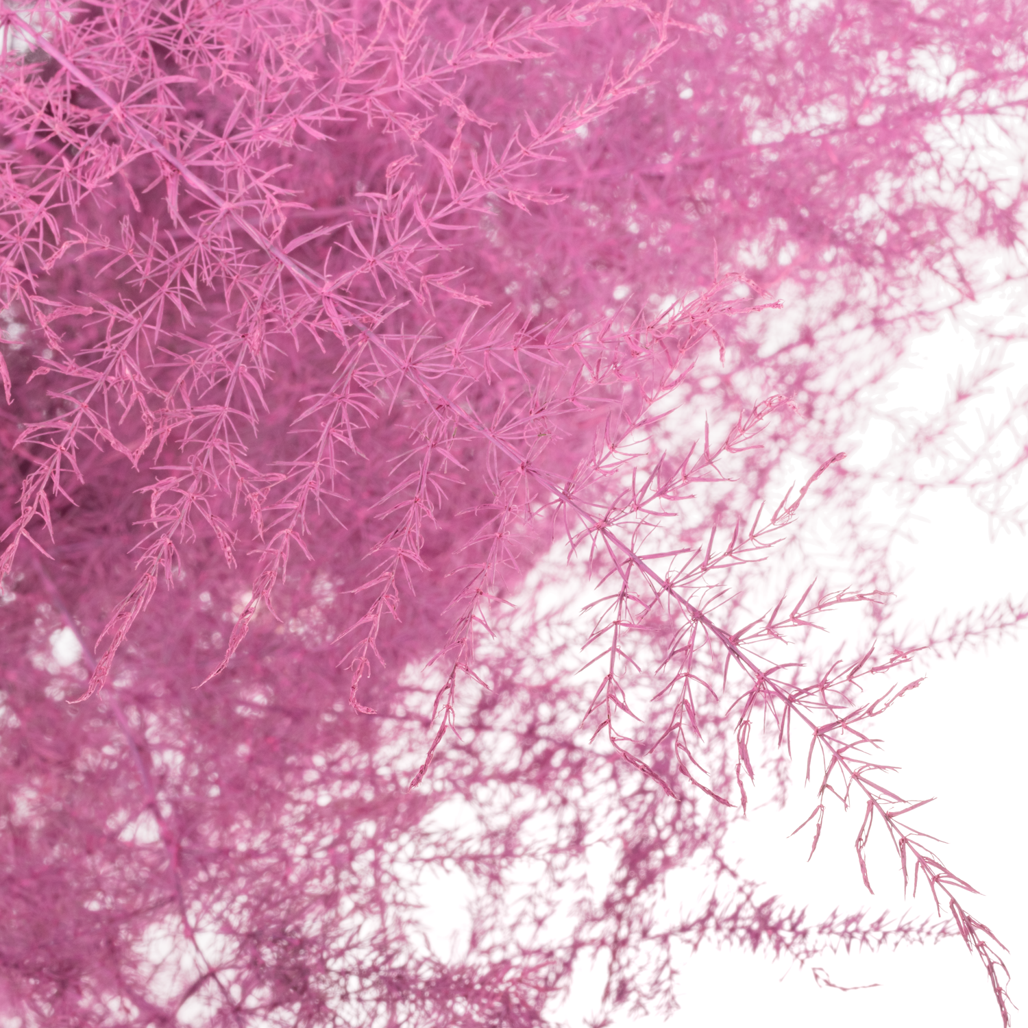 Plumosus cerise gefärbt 45cm (x25)