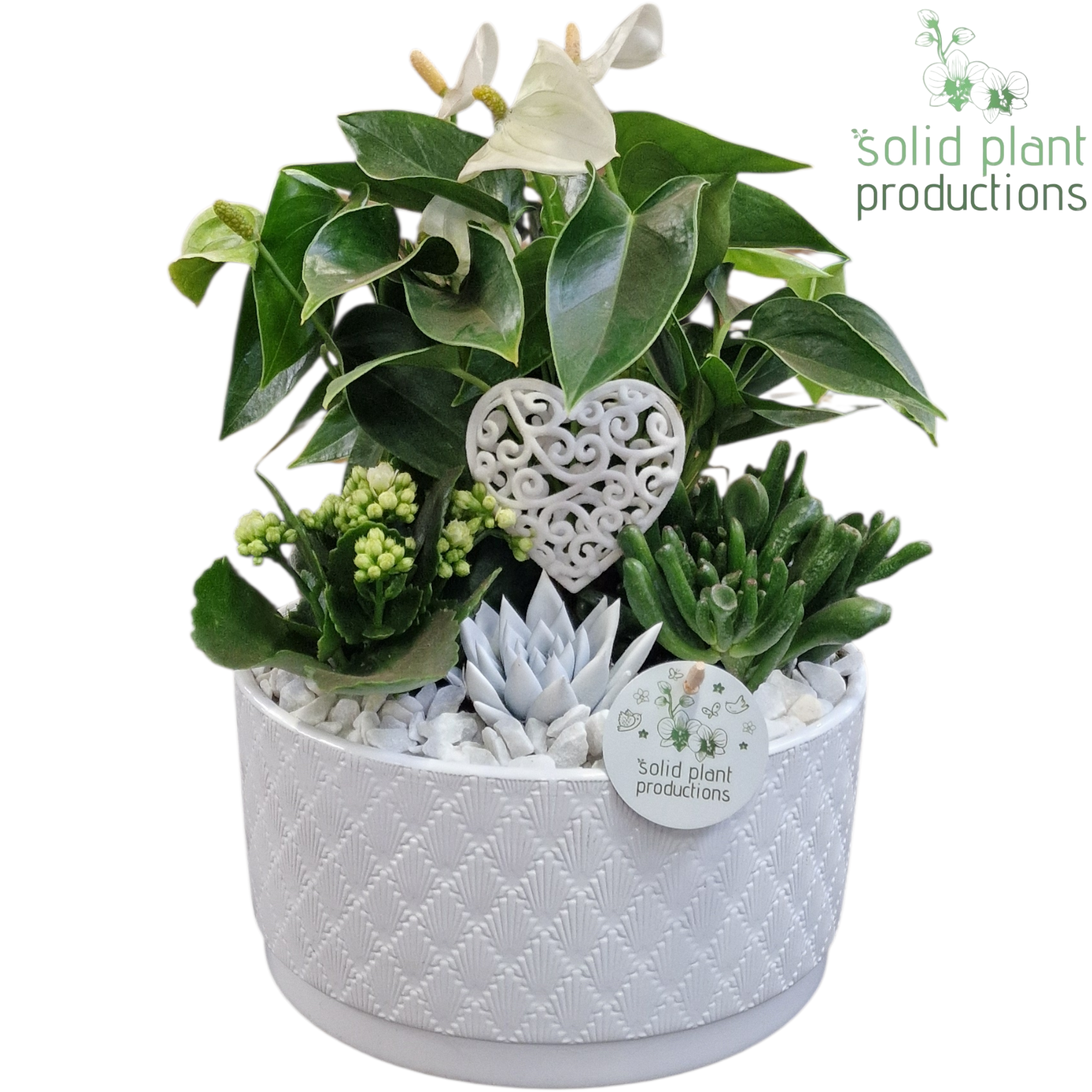 Anth.Arr Stella weiss AE004 WV T22 H042