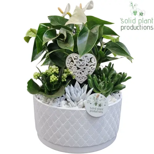 Anth.Arr Stella weiss AE004 WV T22 H042