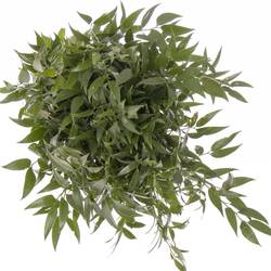 Ruskus grün fein 130 Gramm 60cm