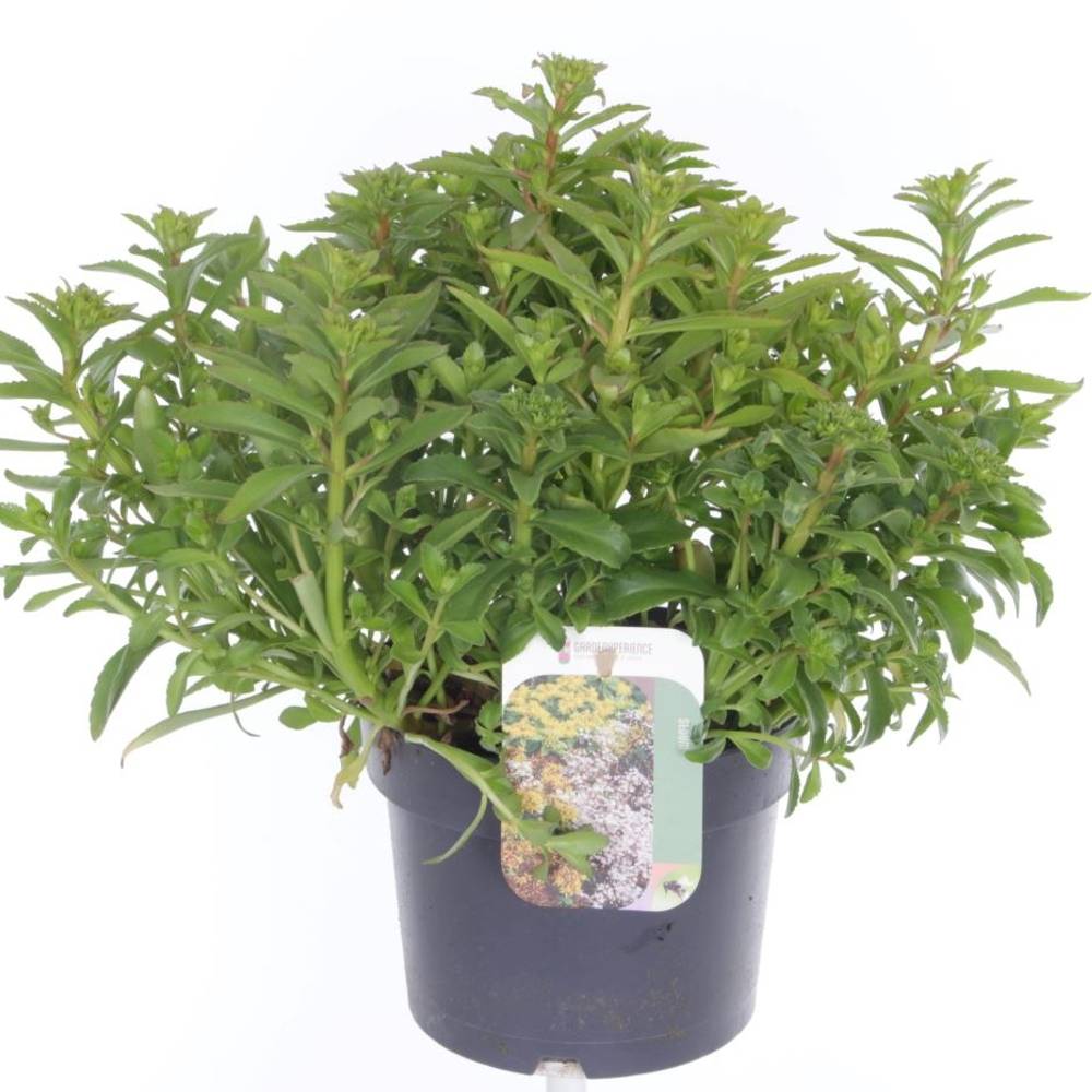 Sedum Kamtschaticum T17 H035